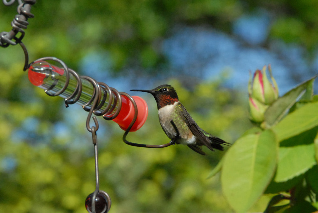 It’s Hummingbird Migration Time – Enjoy Them While You Can