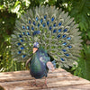 View of our fan tailed peacock. Our Bejeweled Peacock Garden Statuary (Set of 3) feature rich blue and green colors are accented in gold and make these birds look strikingly beautiful for indoor and outdoor displays. Not only are colors exquisite, but a variety of colored acrylic gem stones in their detailed tails make them sparkle and shine. They are a must have in your garden.