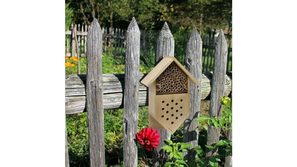 5 Best Native Plants for Pollinator Gardens