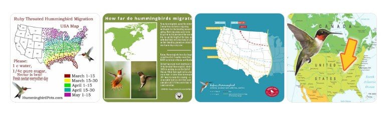 Hummingbird Flight Path It's Hummingbird Migration Time | They Are On Their Way