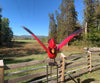 Giant Cardinal Rocking and Flying Garden Stake Statuary - inthegardenandmore.com