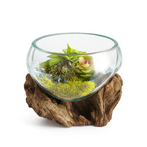 Our Mini Hand Blown Molten Glass and Wood Root Sculptured Succulent Bowl Terrarium (6”x6”) is shown with a succulent garden and contents are not included