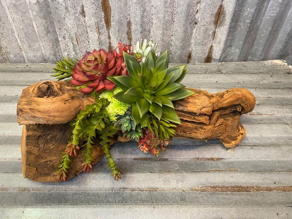 Our Cacti Succulent Log Tabletop Centerpiece Décor features a faux cacti succulent front and center, along with preserved moss and more faux succulents. The arrangement begins with an authentic repurposed log of tumbled grape wood, and then our skilled artisans begin assembling and blending the succulents and their stunning hues of colors from warm tone to cool greens to create a masterpiece that is worth sharing with others. Each piece is unique and approximately 19" long x 9" wide in size. 