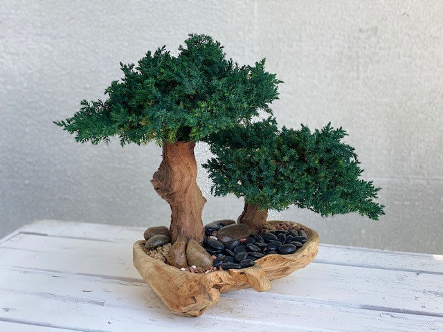Our Double Bonsai In An Artisan Hand Carved Wood Bowl has been artisan crafted here in the USA The wood bowl has been intricately carved and bonsai trees carefully preserved and sculpted and arranged into the wood bowl. Approximate dimensions:  20” tall x 18” wide and 18” deep.