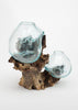 Hand Blown Molten Double Glass and Wood Root Sculptured Terrarium / Vase / Fish Bowl - inthegardenandmore.com