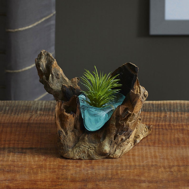 Our Single Hand Blown Molten Glass Candle Holders and Wood Root Sculpture shown holding air plant instead of a candle.